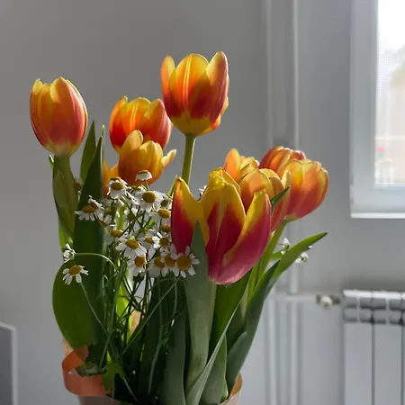 Apartman Alexandar13 Belgrade