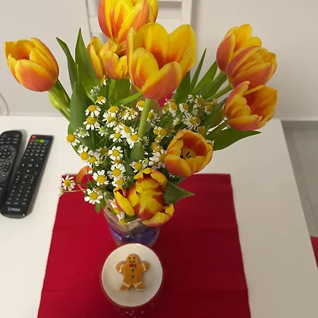 Alexandar13 Belgrade