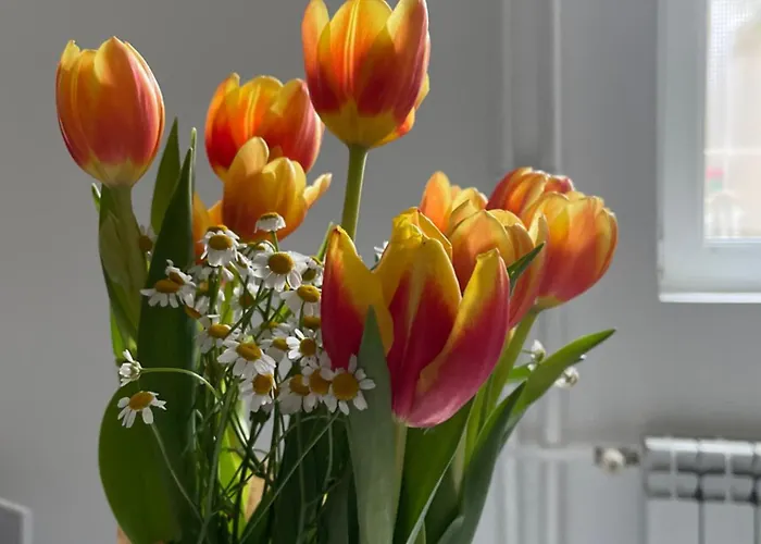 Apartamento Alexandar13 Belgrado