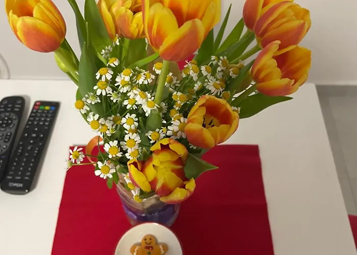 Alexandar13 Belgrado